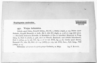 Verpa bohemica image